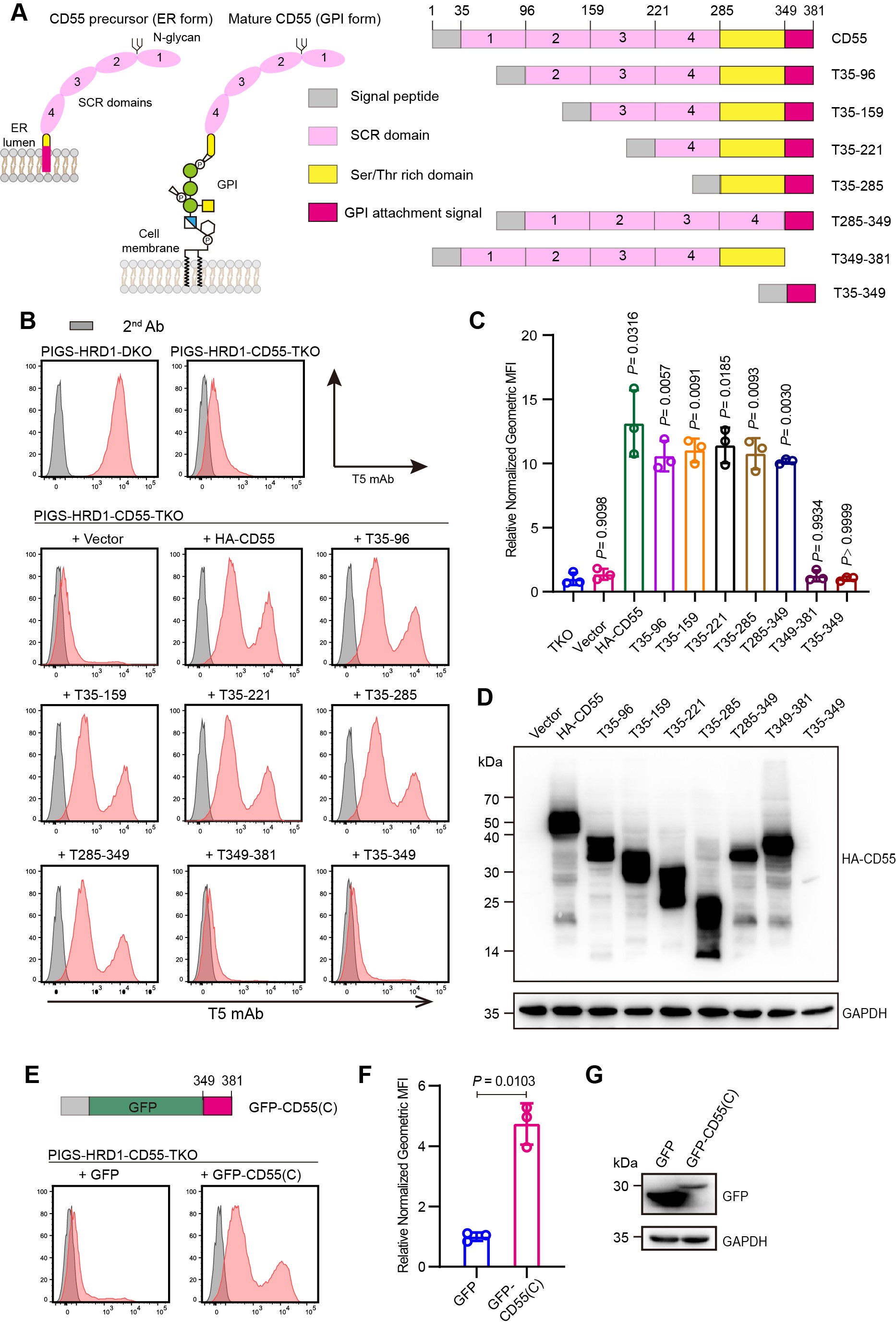 中西秀树教授团队青年教师柳艺石在Journal Of Cell Biology发表GPI锚定蛋白生物合成调控的研究成果-生物工程学院-江南大学 ...